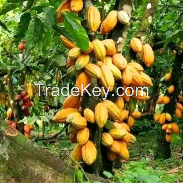 Cocoa and Coffee Beans from Cameroon