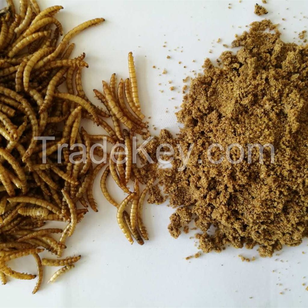 Meal worm animal feed chicken feed