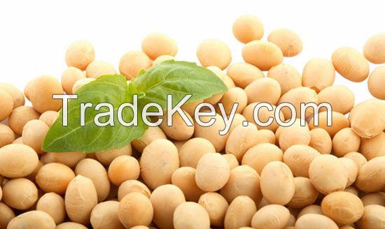 NON GMO DRIED CHEAP SOYBEANS