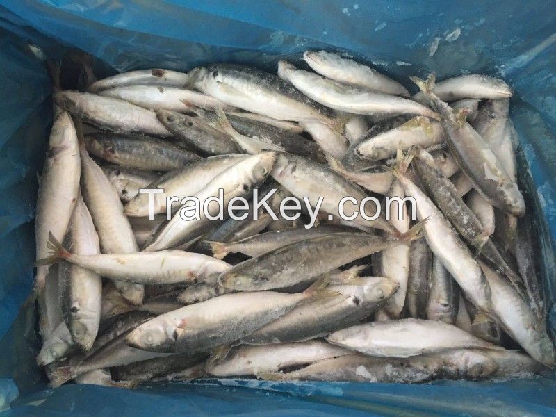 Whole Sale Frozen Horse Mackerel, Salmon , Globefish , Tuna Fish Ribbon Fish , Eel , Sea Bass