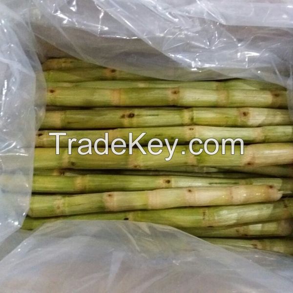 Sugar cane