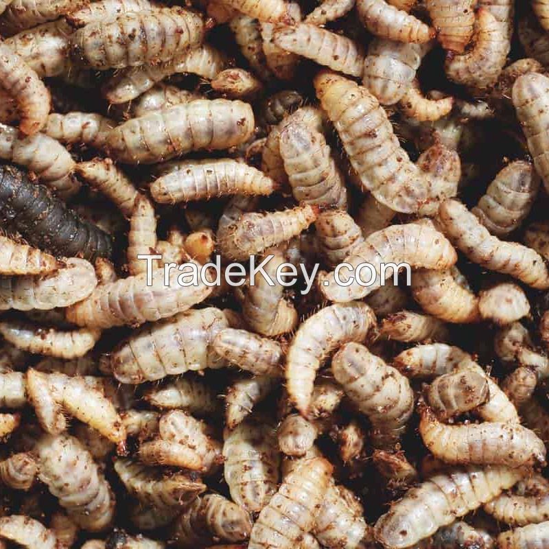 Dried Black Soldier Fly Larvae