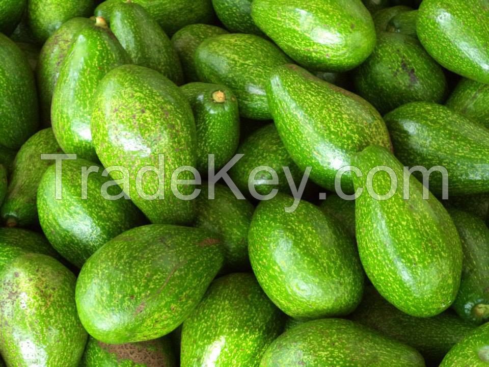 Fresh Avocado