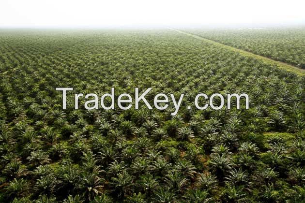 Crude Palm Oil