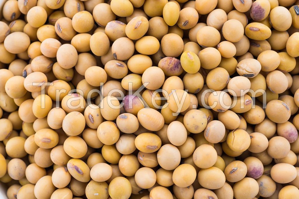 Soybean GMO