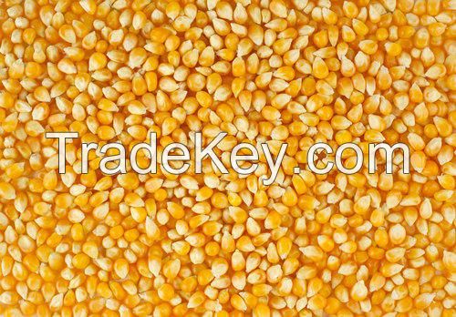 Yellow corn