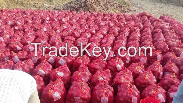 Good Quality fresh shiny red/yellow/white onion in bulk Sale