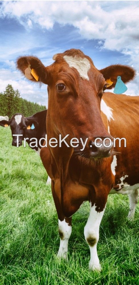 Live Healthy Cows and Holstien Heifer Cows For Sale