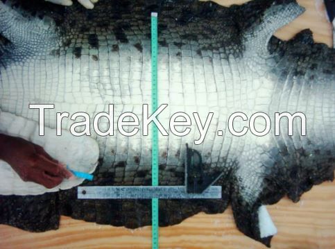 Genuine Crocodile Skin , Wet Salted , Crust or Tanned