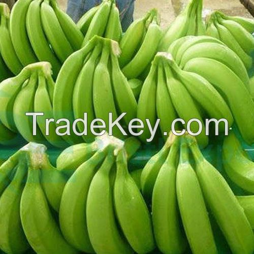 Fresh Bananas