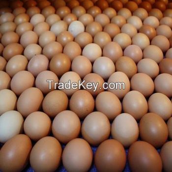 eggs