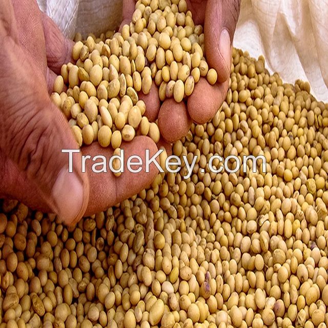 Non GMO Soya Beans