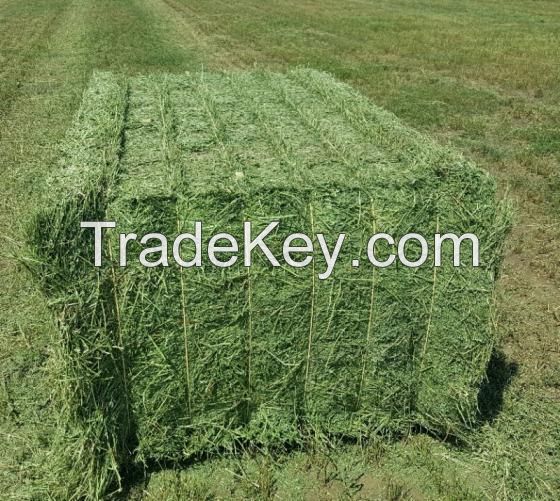 Bulk Alfalfa hay