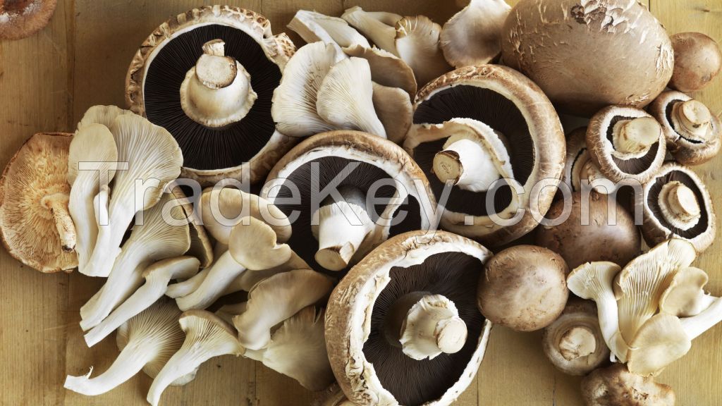 Edible Wild Mushrooms