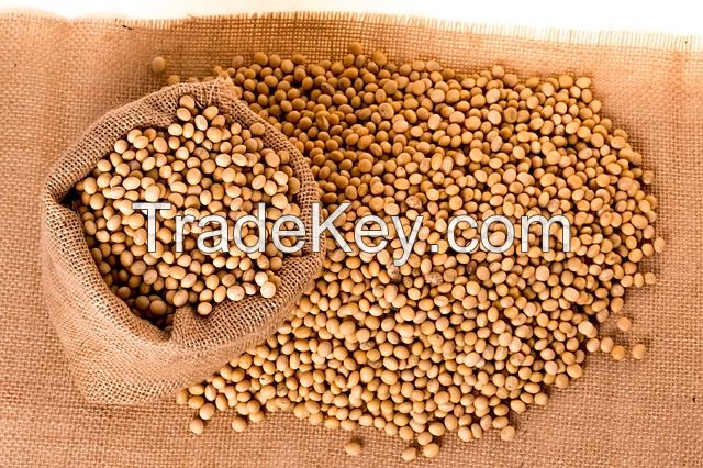 wholesale Non GMO soybean seed