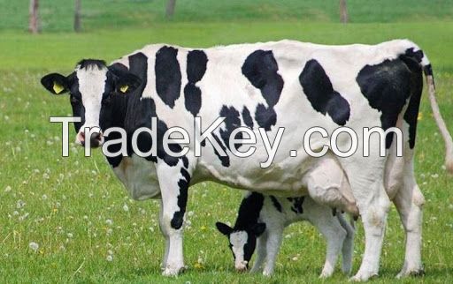 High quality Live Dairy Cows and Pregnant Holstein Heifers Cows