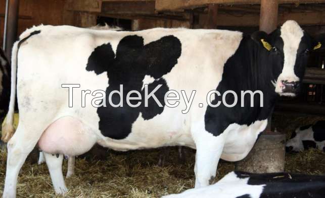 Pregnant Holstein Heifers Cows