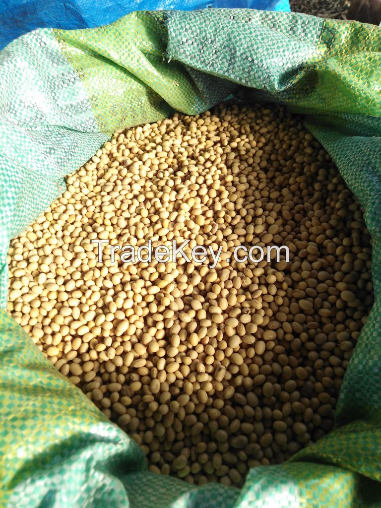 High Quality Non GMO Yellow Soybeans - Soybeans /Soya Bean (8.0mm) with High Quality