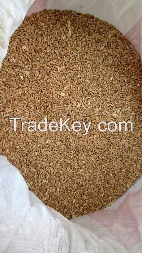 Natural High quality wheat grain