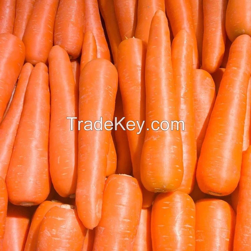 Fresh Carrots