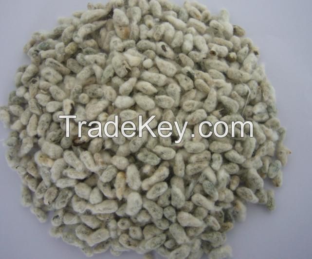 Quality Cotton Seeds