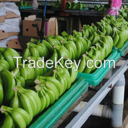 Green Fresh Cavendish Banana