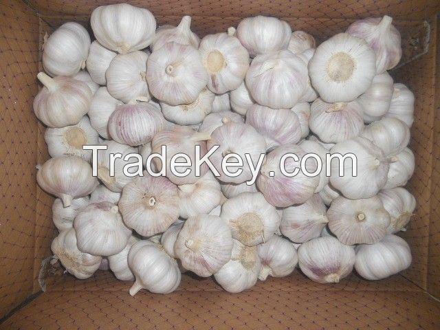 Pure White Fresh Garlic Chinese Garlic