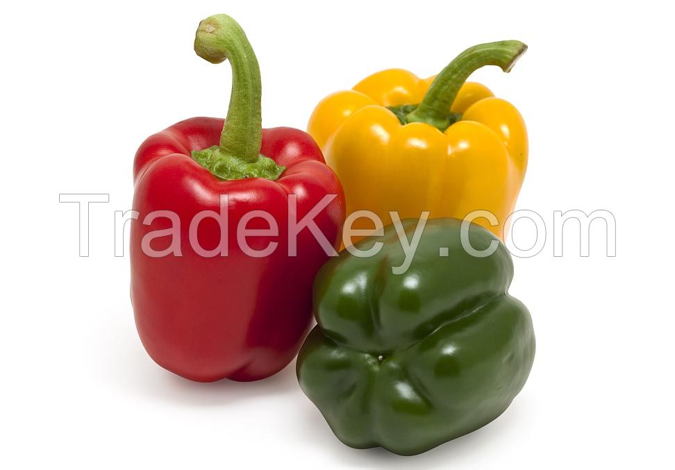 Fresh color capsicums / bell pepper / green color red bell pepper