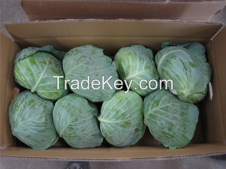 Fresh Green Cabbage