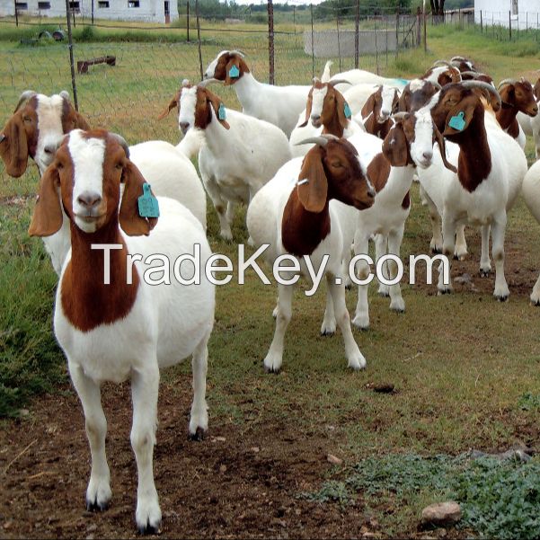 Discount Prices 100% Full Blood Live Boer Goats / 100% Pureblood Mature boar goat for sale