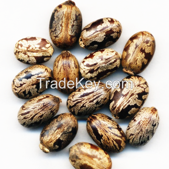 Castor seeds