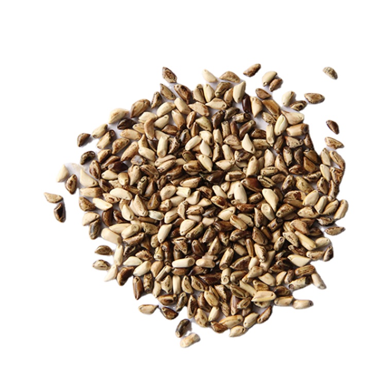 Forage seed