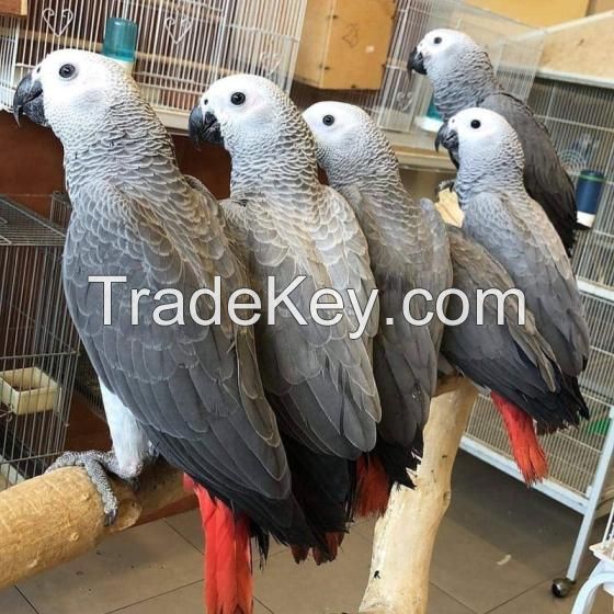 Fertile Parrot Eggs / Fertile African Grey Parrot Eggs / African Grey Parrot Eggs