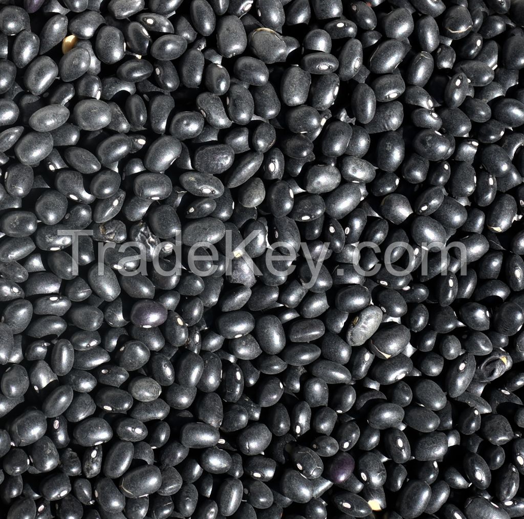 Sell Black Kidney Beans