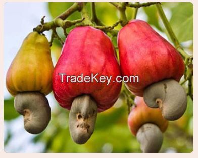 Cashew Nuts