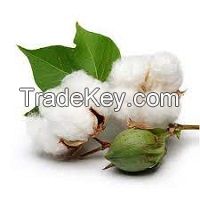 Cotton seeds