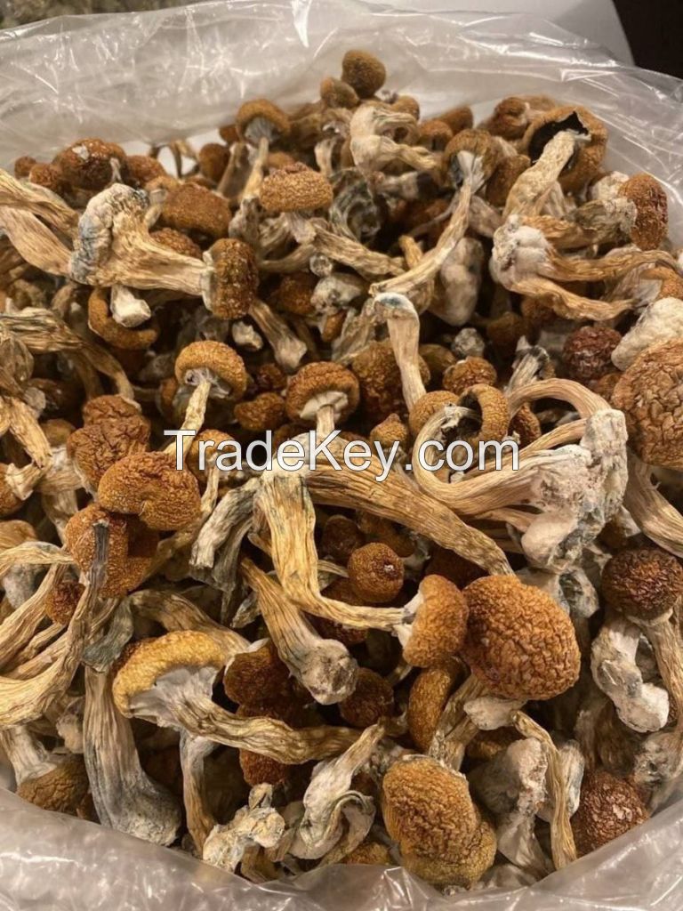 buy mushroom online