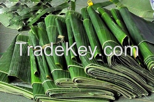 Frozen Banana Leaf_Big Thick High Quality banana leaf