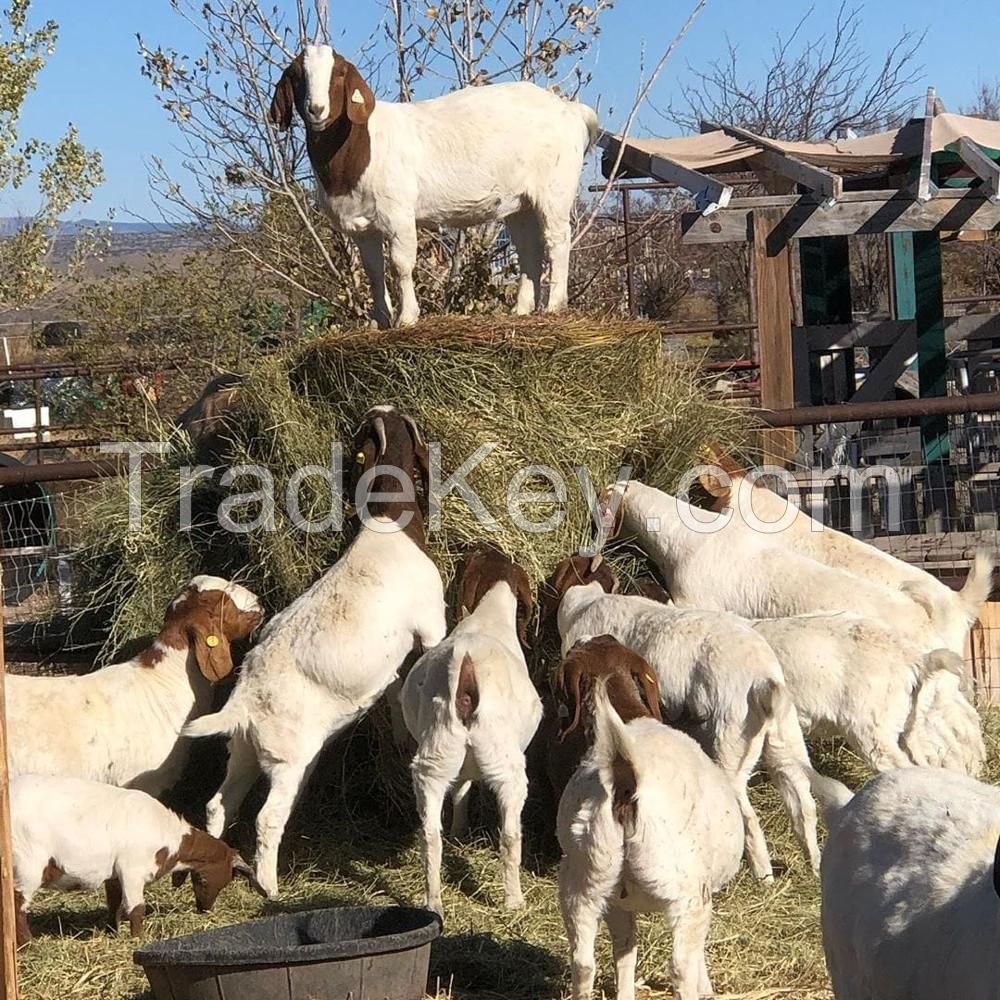 Live Pure Breed Boer Goat