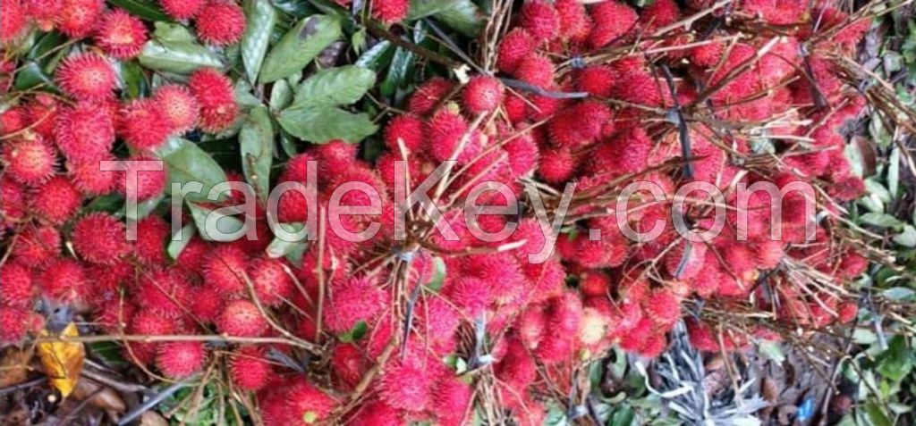 RAMBUTAN FRESH