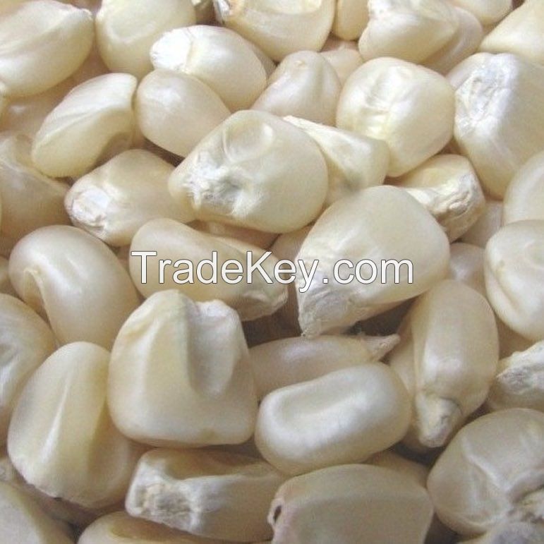 Top Quality White Maize / White Corn