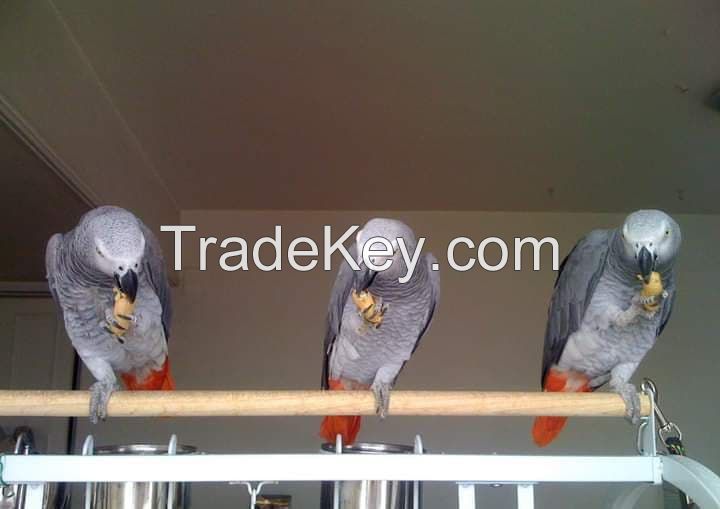 African Grey Parrot & Eggs for Sell