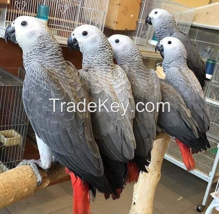 Baby African grey parrots for sale