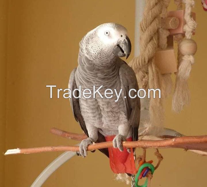 African Grey Parrots for Sale