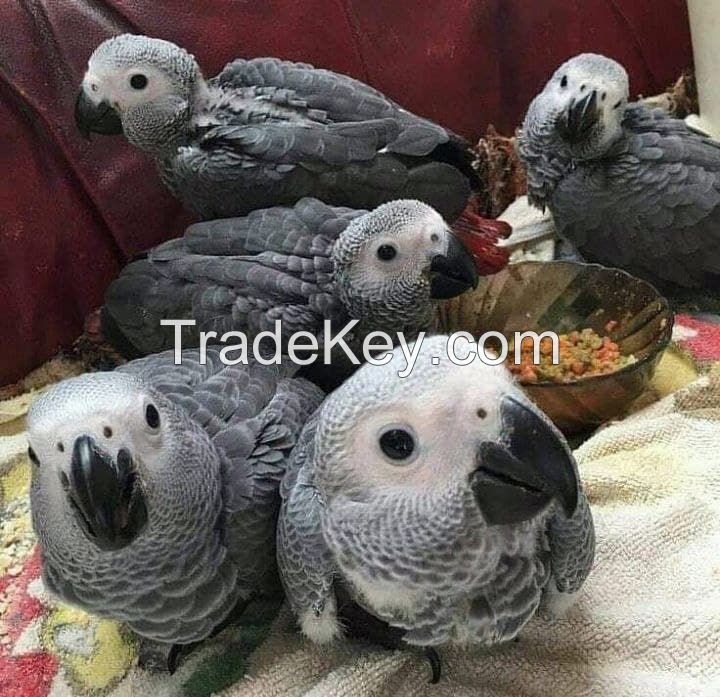 African Grey Babies for Sale