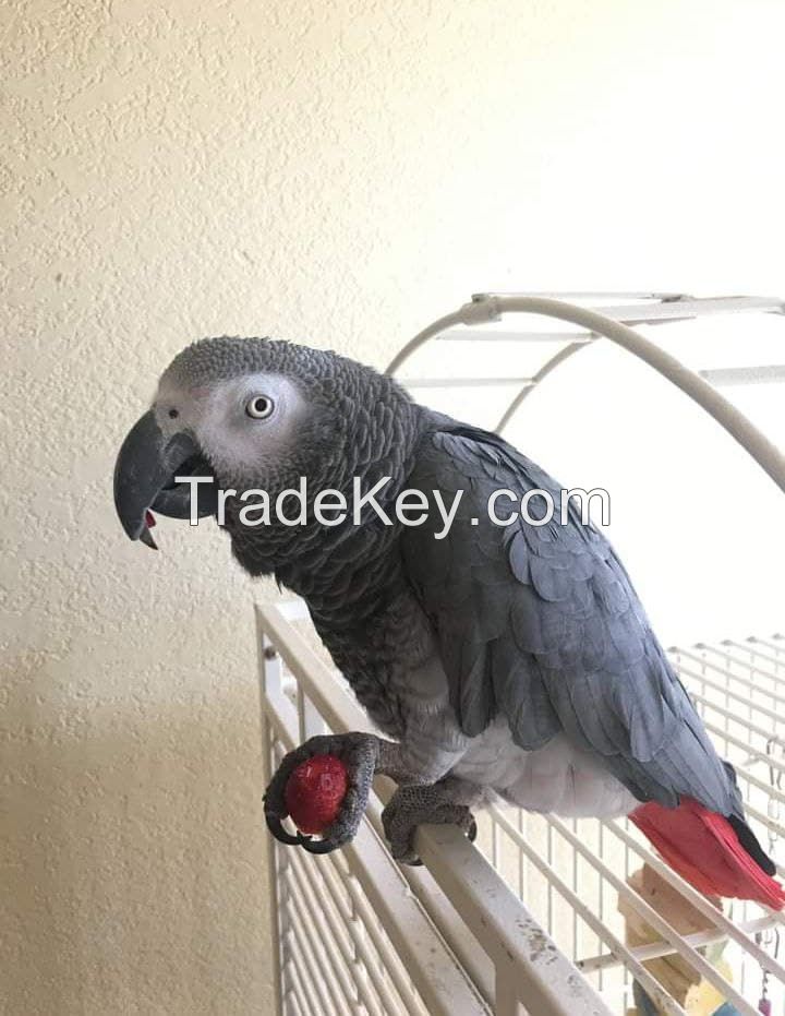 African Grey Parrots and Fertile Eggs