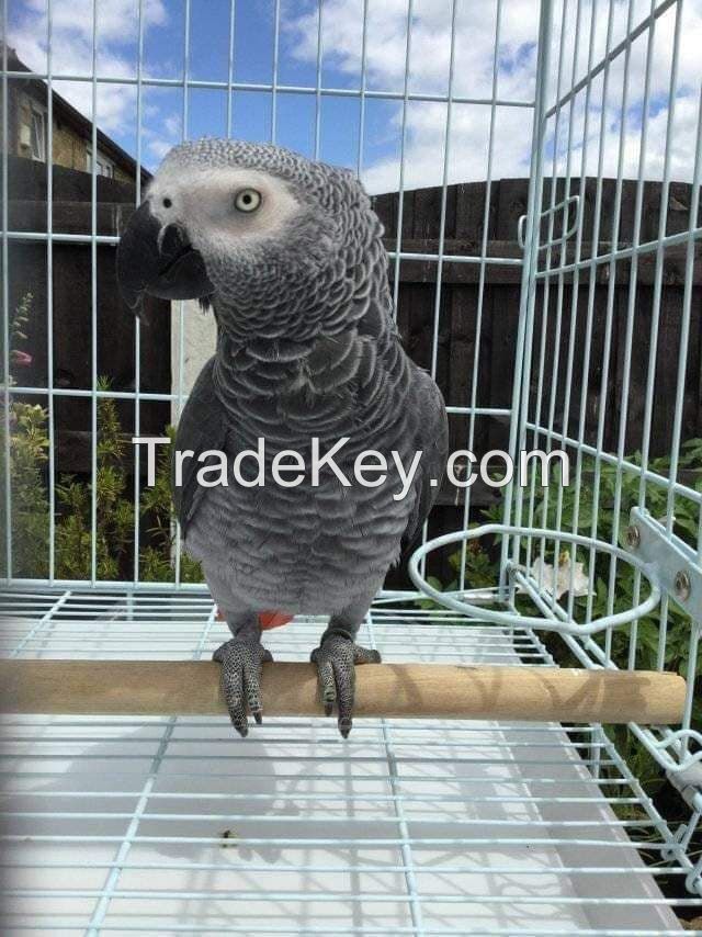 Macaws, African Grey Parrots and More for Sale..