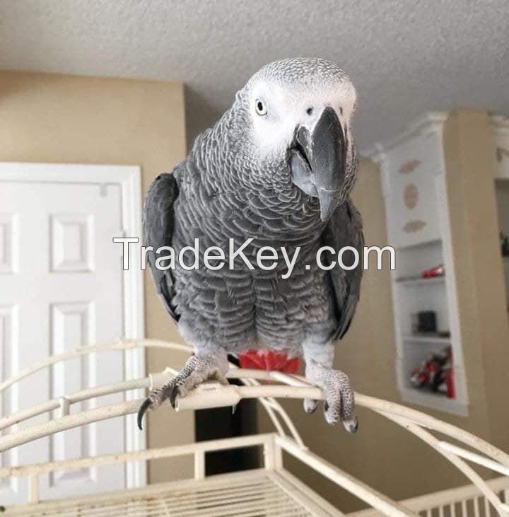 Congo African Grey Parrot Scarlet Macaws Blue and Gold Macaws