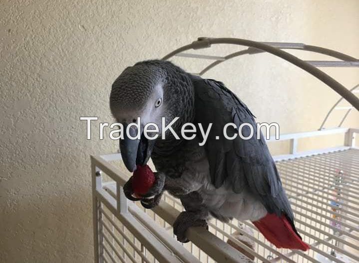 African Grey Parrots