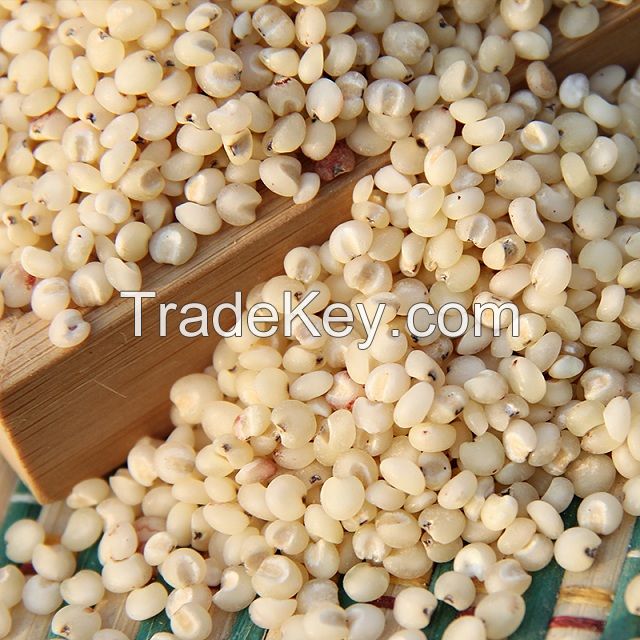 Sorghum